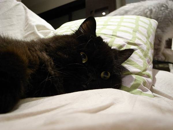 黑皮每天都霸佔這個沙發