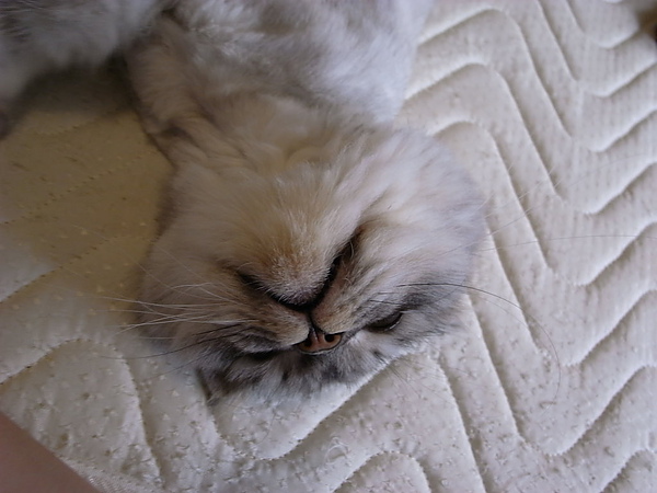 灰皮一定要睡成這樣