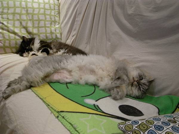 兩隻貓睡成這樣~