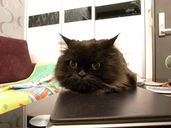 黑皮喜歡把頭放在電腦上面~