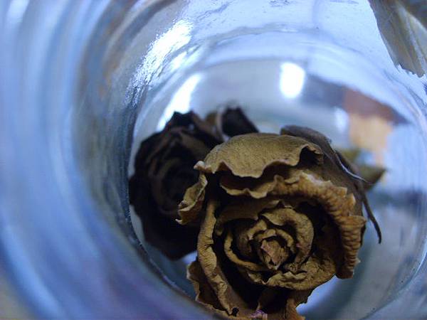 withered rose