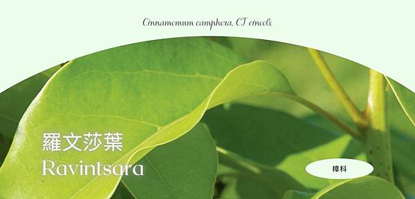 Ravintsara Ravintsara