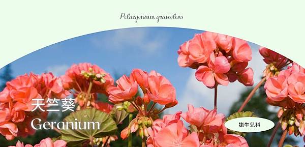 Geranium