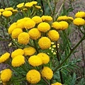 Blue Tansy 4