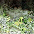 091013-birds-nest-02