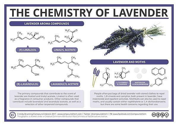 The-Chemistry-of-Lavender-How-it-Repels-Moths.jpg