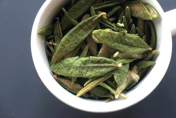 labrador tea brew.jpg