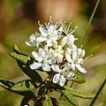 Adirondack-Shrubs-Labrador-Tea-Rhododendron-groenlandicum-Flowers-Barnum-Bog-8-June-2019-71.jpg