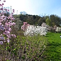 366918_Arboretum