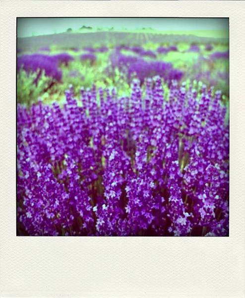 lavender-pola