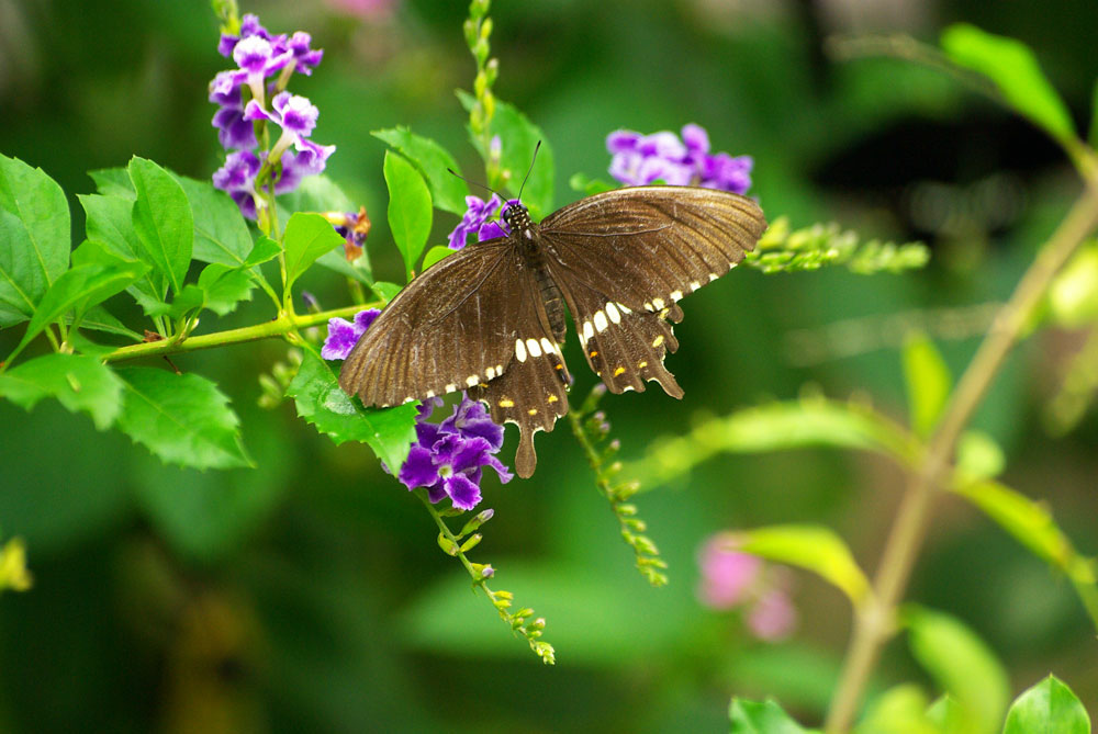 IMGP0088.jpg IMGP0088.jpg