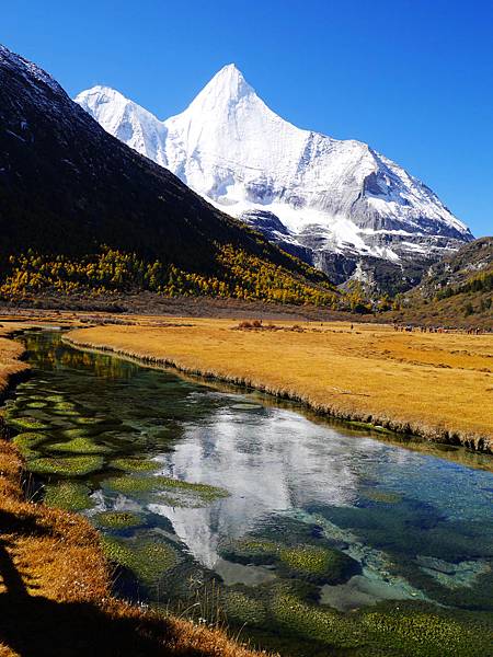 15-酸酸 四川稻城亞丁 央邁勇雪山.JPG 15-酸酸 四川稻城亞丁 央邁勇雪山.JPG