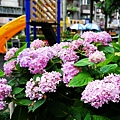 51-台北市松山區 繡球花.JPG