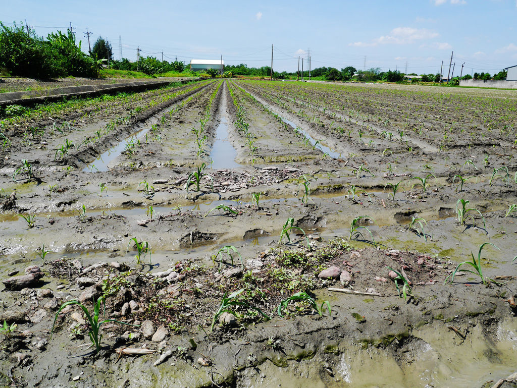 28-雲林元長北海道玉米.JPG