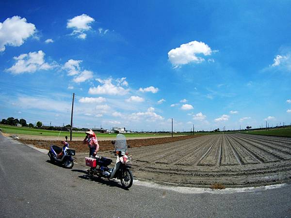 34-雲林元長北海道玉米.JPG