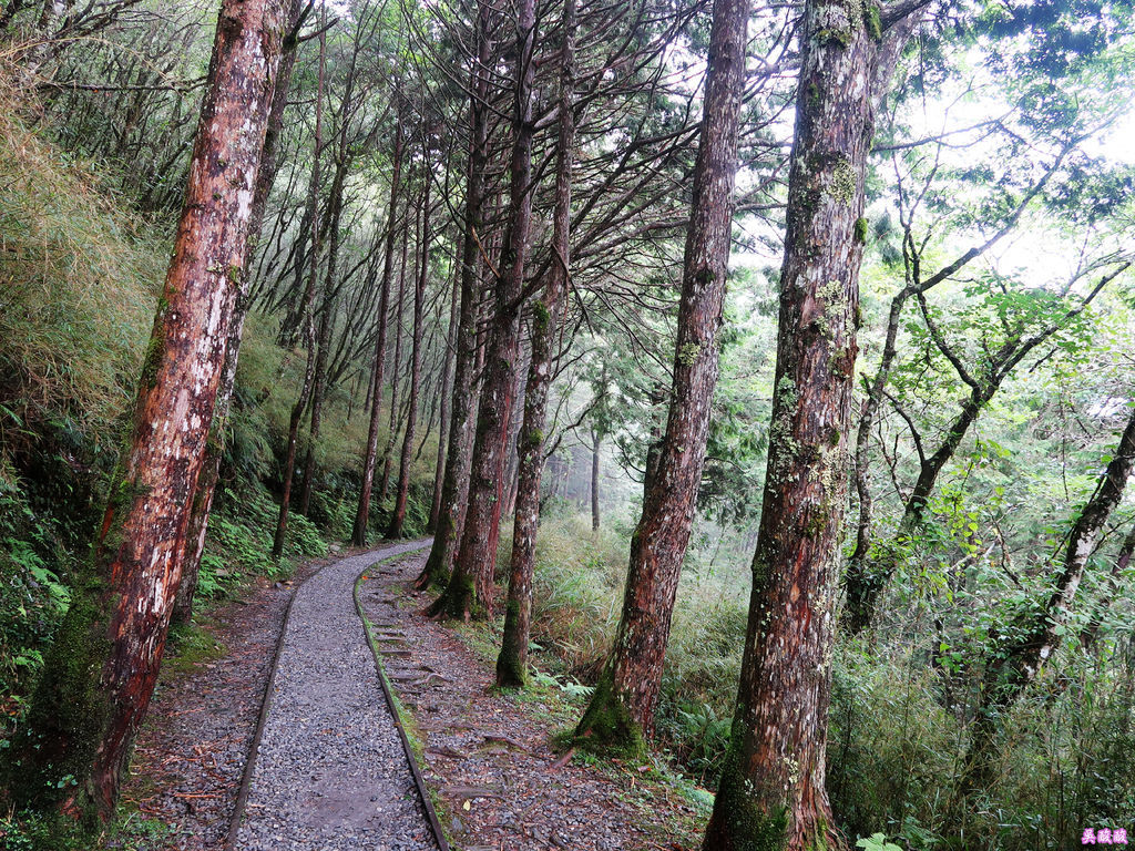 15-宜蘭太平山 見晴懷古步道.JPG