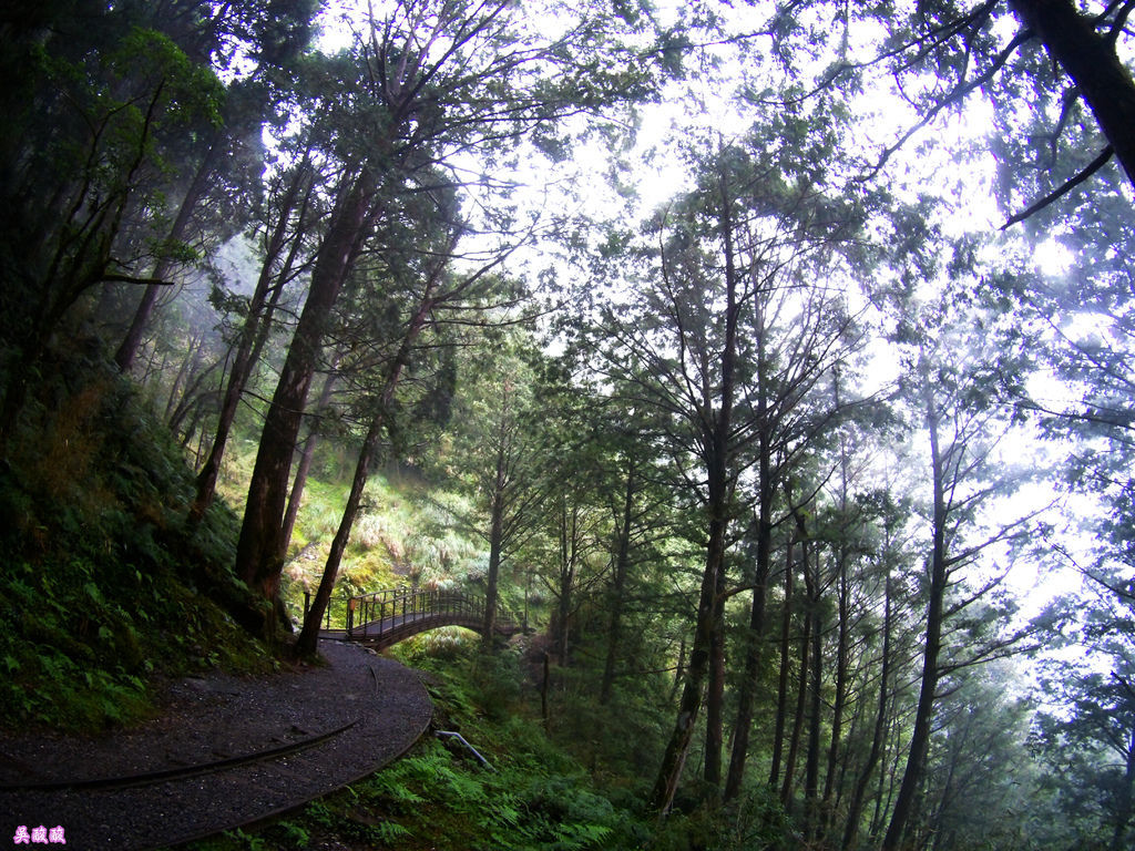 54-宜蘭太平山 見晴懷古步道.JPG