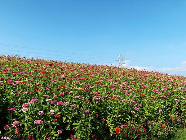 40-2017關渡花海節 驚豔關渡花現新大陸.JPG