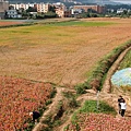 a27-桃園花彩節 龍潭場空拍 百日草.jpg