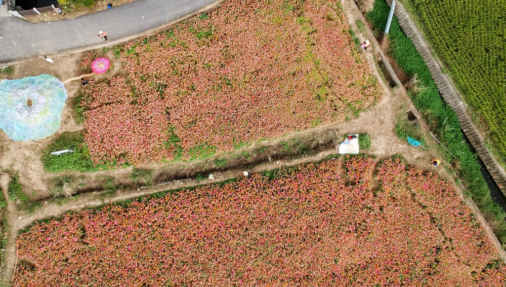 a26-桃園花彩節 龍潭場空拍 百日草.jpg