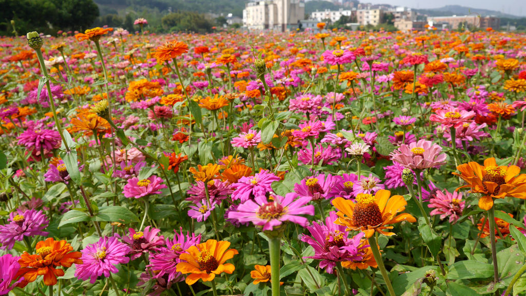 a31-桃園花彩節 龍潭場 百日草.JPG