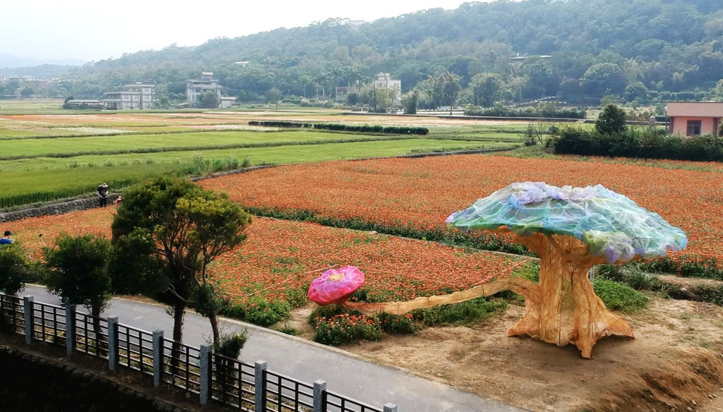 a38-桃園花彩節 龍潭場空拍 百日草.jpg