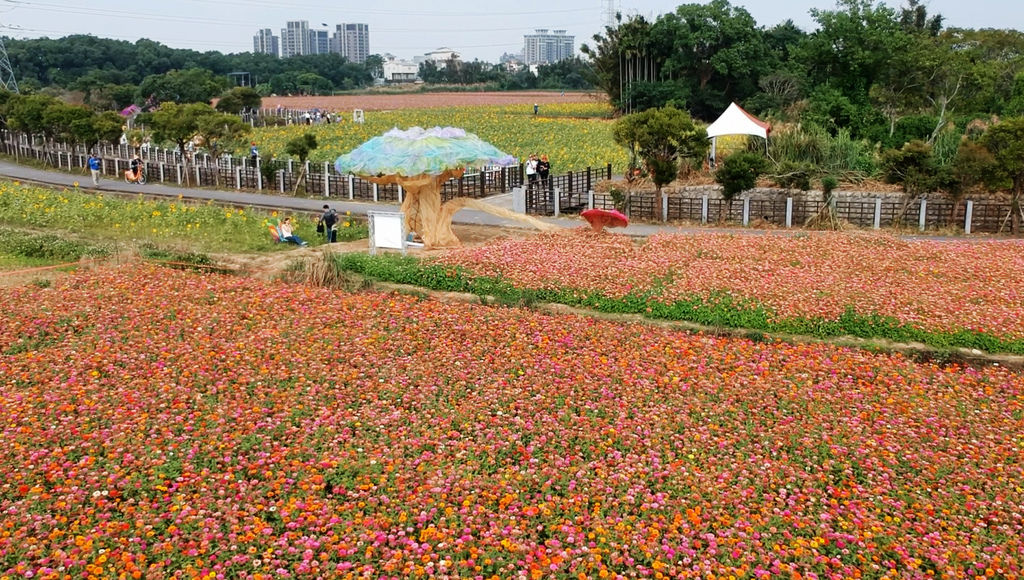 a37-桃園花彩節 龍潭場空拍 百日草.jpg