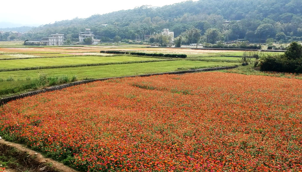 a39-桃園花彩節 龍潭場空拍 百日草.jpg