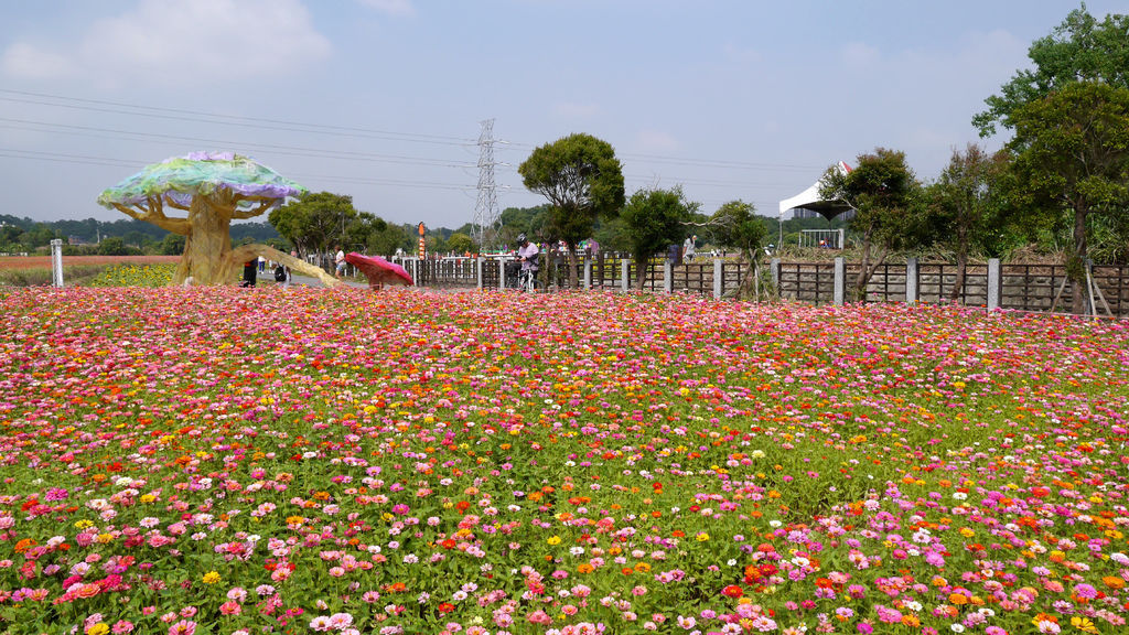 a47-桃園花彩節 龍潭場 百日草.JPG