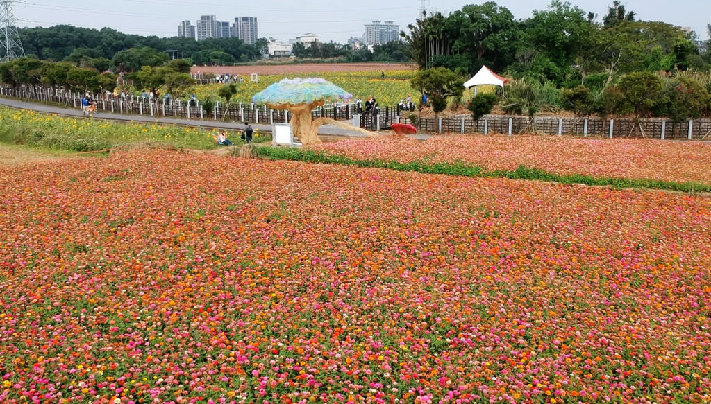 a56-桃園花彩節 龍潭場 百日草.jpg