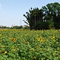 a66-桃園花彩節 龍潭場 向日葵.JPG