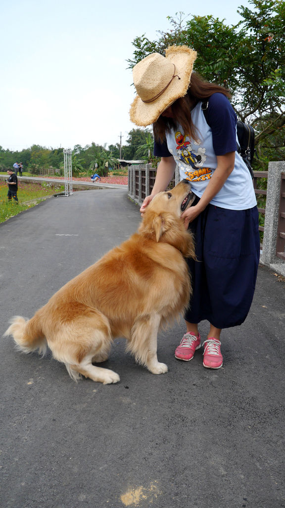 a77-桃園花彩節 龍潭場 遇到可愛黃金獵犬.JPG