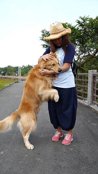 a78-桃園花彩節 龍潭場 遇到可愛黃金獵犬.JPG