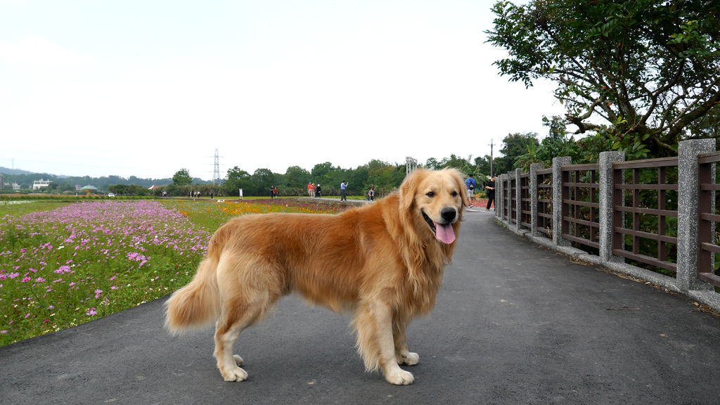 a80-桃園花彩節 龍潭場 遇到可愛黃金獵犬.JPG