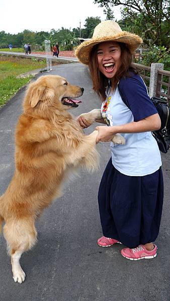 a79-桃園花彩節 龍潭場 遇到可愛黃金獵犬.JPG