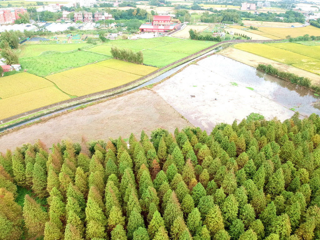 15-桃園八德落羽松森林 空拍.JPG