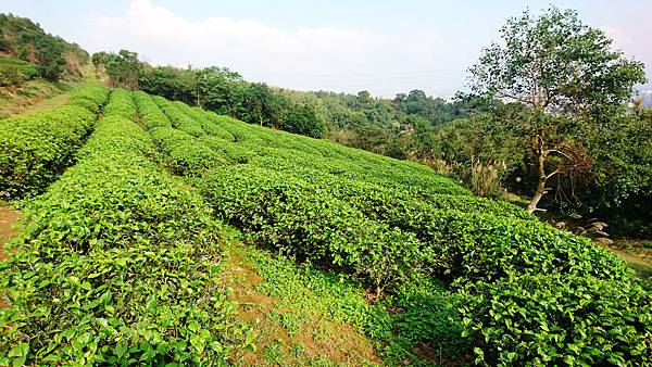 39-桃園龍潭 福源茶廠茶園.JPG