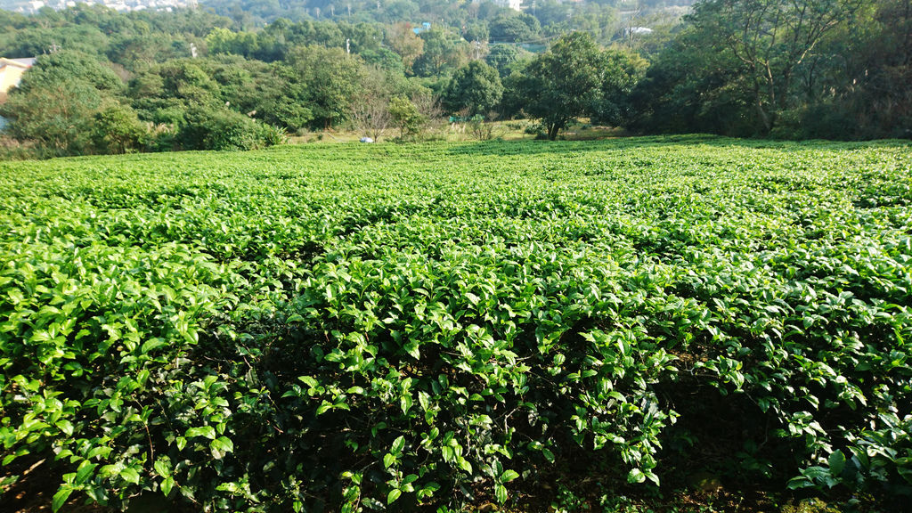 40-桃園龍潭 福源茶廠茶園.JPG