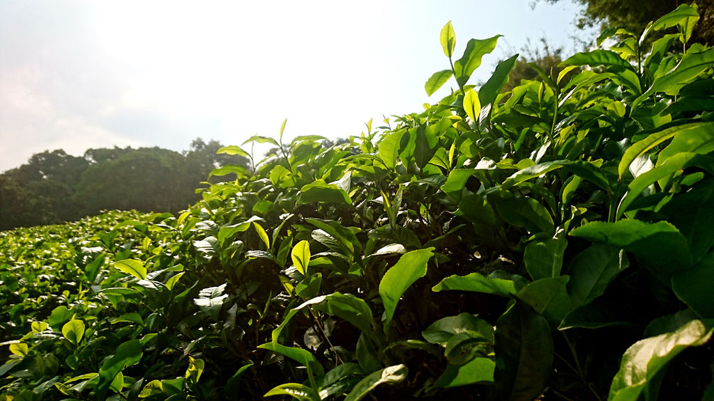 48-桃園龍潭 福源茶廠茶園.JPG