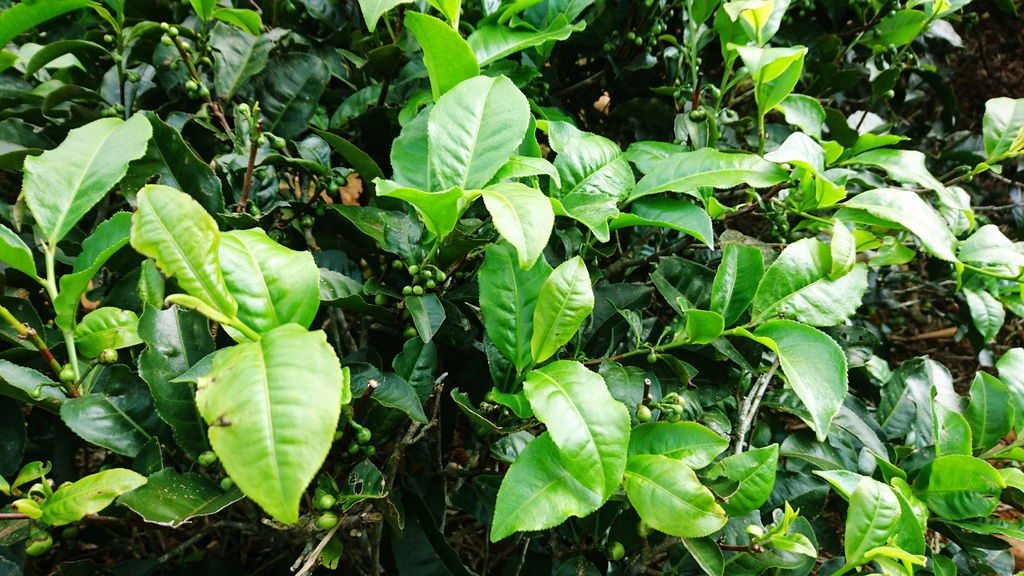 50-桃園龍潭 福源茶廠茶園.JPG