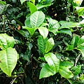 50-桃園龍潭 福源茶廠茶園.JPG