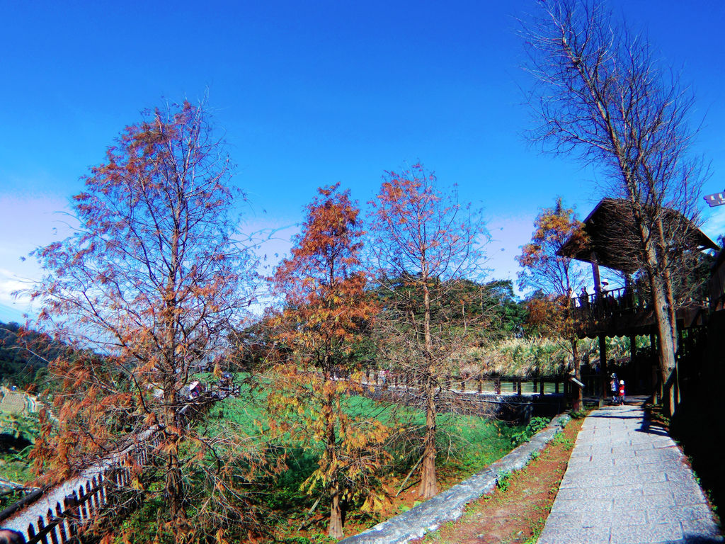 48-台北貓纜半日遊 貓空魯冰花 水晶車箱.JPG