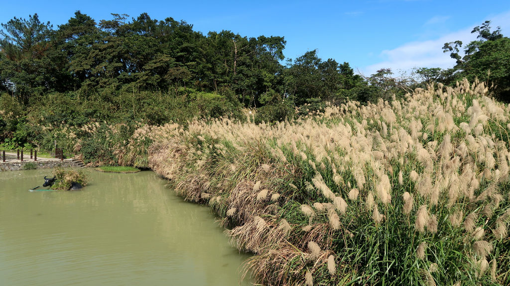 53-台北貓纜半日遊 貓空魯冰花 水晶車箱.JPG