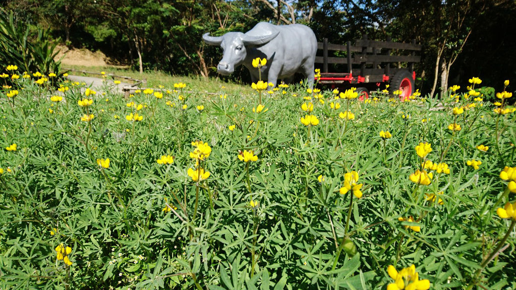 64-台北貓纜半日遊 貓空魯冰花 水晶車箱.jpg