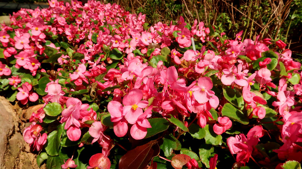 06-桃園角板山公園 新溪口吊橋.JPG