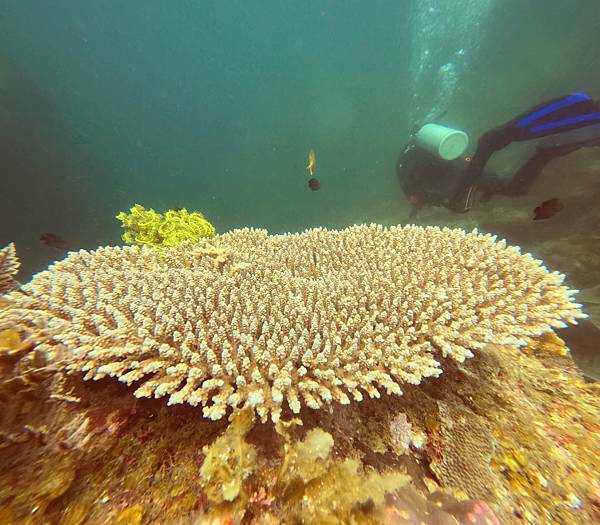 15_El Nido Deep Blue Dive Seafari_愛妮島潛水.JPG