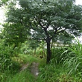 河濱小徑--樹