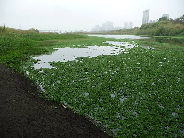 生態浩劫.非洲浮萍肆虐.