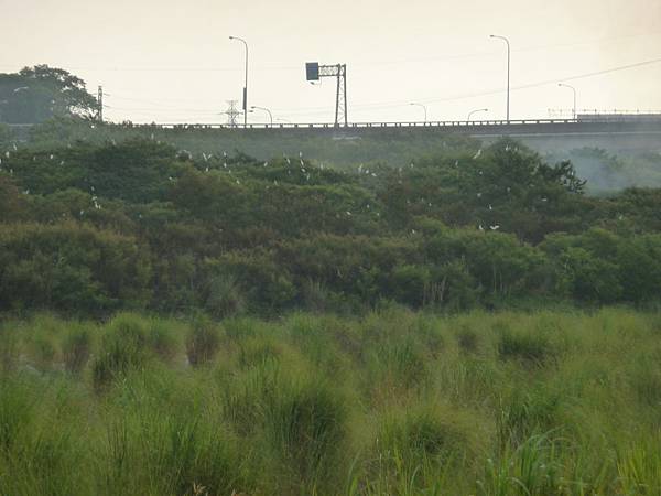 白鷺鷥的家岌岌可危