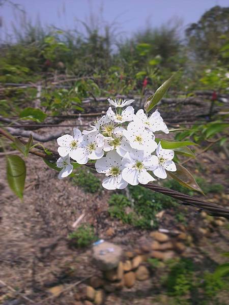 梨花春色滿園